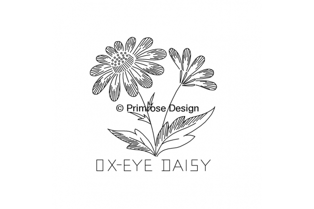 ox-eye daisy